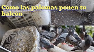 las palomas se adueñan de tu barcon ( el caliente del condensador le gusta a las palomas)