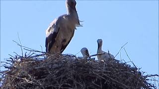 Аистята. Птенцы аиста в гнезде.  Stork's Chicks