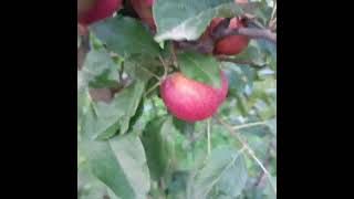 Mema Mestar Apple on the M9 Rootstock #reels #shorts #viralvideo