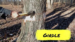 Girdle Tree to make a Pasture