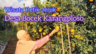 WISATA PETIK JERUK DESA BOCEK KARANGPLOSO || LOKASI MUDAH DIJANGKAU KENDARAAN UMUM ATAU PRIBADI