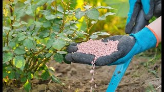 ПОПРОБУЙТЕ‼️ВЕСЕННЯЯ ПОДКОРМКА РОЗ ДЛЯ НАРАЩИВАНИЯ ЗЕЛЁНОЙ МАССЫ, СИЛЬНЫХ ПОБЕГОВ И ПЫШНОГО ЦВЕТЕНИЯ