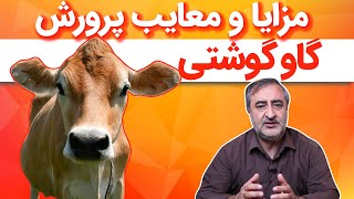 مزایا و معایب پرورش گاو گوشتی