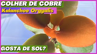 SUCULENTAS: COLHER DE COBRE Como Cuidar e Fazer Mudas | #kalanchoes Kalanchoe Orgyalis