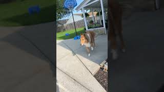 Who has the best griddy 2.0 #shortvideo #dog #dogchallenge #funnyanimal #cat #viralchallenge #funny