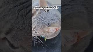 Wildcat belly rubs #pets #pet #cats #cat #wildcat #cute #cutespets #cuteanimals #kitten #animal