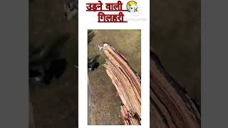 Flying Squirrel उड़ने वाली गिलहरी 😱🙈 ।#shorts #facts #viral #youtubeshorts #shortvideo #short #trend