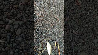 Emperor fish #fishingvideo #justfishing #shorecasting #fish #shorecastingphilippines