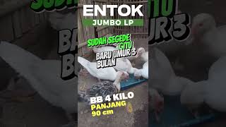 ENTOK JUMBO LEHER PANJANG #entokjali #entokjumbo #entoktronton