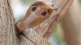 cobra big size & small size #shorts #viral #myfirstvlog #snakerescue #koraput #snakebite