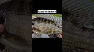 Mancing ikan nila di spot gacor