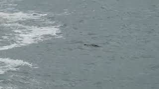 An otter with a large fish at Bloody Bridge this morning, 20th August 2022