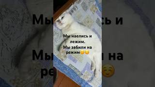 Алиса в стране чудес❤️ #cat #кошки #глухаякошка #бездомныйкот #котики #котейка