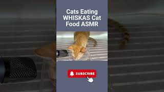 Cats Eating WHISKAS Cat Food ASMR #WHISKAS #asmr #catasmr #shortsvideo