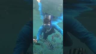 Snorkling #shorts #shortsvideo #funny #viralvideo #funnyshorts #sea #snorkeling #video #reels