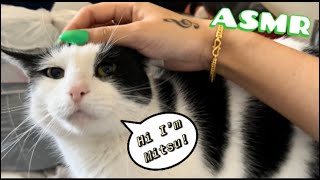 ASMR TINGLY CAT PURRING & SCRATCHING 🐱✨