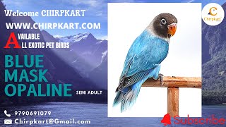 BLUE MASK OPALINE || AFRICAN LOVE BIRDS || LOVE BIRDS || SEMI ADULT || CHIRPKART || COIMBATORE