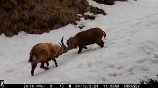 Quotidien de la faune dans la réserve naturelle de Passy