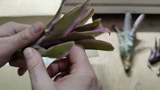 Unboxing New Bromeliads - From FantasticFrogs.co.uk