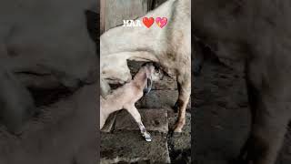 Maa💖love 💓#maa #bapu #love #animallove#kisan #shorts #viralvideo #song #punjabi #love #cow #goat