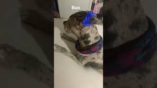 #viral #puppy #viralvideo #shorts