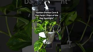 🌿"Golden Pothos Care & Plant Facts | Plant of the Day Spotlight"#GoldenPothos #PlantOfTheDay