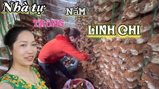 #235 🇦🇺 Ra sau nhà xem các chị thu hoạch và Làm dàn cho phôi nấm Linh Chi 💥|| nhà Của Oanh