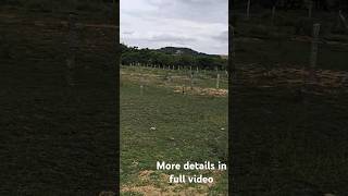 plot for sale in #jangampally #travel #vlog #plotforsale #yadadri #ytshorts #shorts #feed #viral