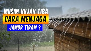 Musim Hujan Tiba, Bagaimana Memperlakukan Jamur Tiram #jamur #jamurtiram #oemahjamurtangerang