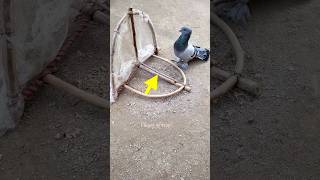 pigeon trap | How to make bird catcher | bird trap #shorts #youtubeshorts