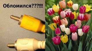 RCA-ОБЛОМИЛСЯ? ТЮЛЬПАН ОСТАЛСЯ В ГНЕЗДЕ...