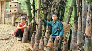 Harvest giant bamboo shoots to bring to the market to sell | Triệu Văn Tính