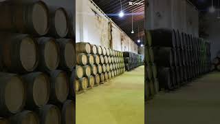 🏖️🍷BODEGAS PRIVILEGIO DEL CONDADO (Bollullos, HUELVA)