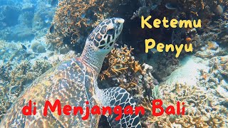 Ketemu Penyu di Menjangan