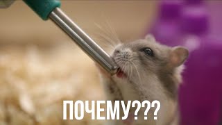 Почему хомяк не пьёт воду из поилки??? | Как приручить хомяка к поилке???| Хомкины будни🌸