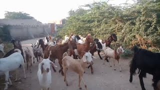 Village and animals on the border of 🇮🇳 and 🇵🇰😱😱😱😱 #viralvideo #animals #villagelife