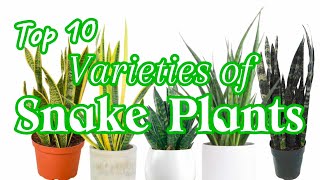 Top 10 Varieties of Snake Plants