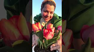 Tulipa 🌷 le manda un abrazo #siembracondayami #tulipan