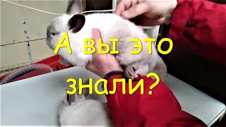 47 Фактов о кролиководстве Исключительные особенности у кроликов