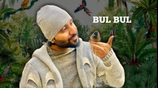 Bulbul ka bacha lay jungle sa