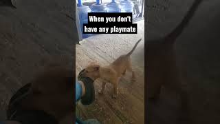 No playmate #shortsvideo #shortsfeed #youtube #viral #doglover #cute #trending #shorts #puppy