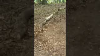 Making some Mountain Bike Trails