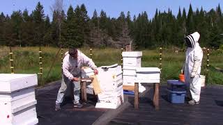 Removing Honey from my Bee Hives