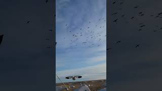 Hunting Snow Geese Over Clones