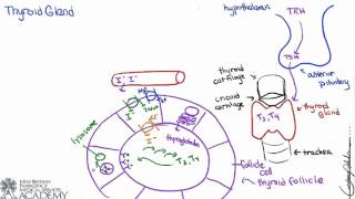 Thyroid & Parathyroid Glands