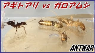 蟻戦争Ⅲ＃125 目覚めろ、その魂！アギトアリvsガロアムシ。編～Agito vs Notoptera～