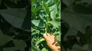 Faba /Broad beans harvesting.