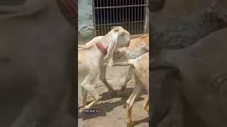 #shorts | shortvideo | pure makhi cheeni goats | @joyiaGoatFarm