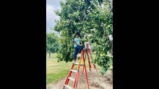 "U pick" Farm- picking fruits from farms @ New Jersey #shorts#ytshorts#khathwikAaira