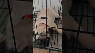 Chloe's chillin', newly bathed #danganddidi #pug #doglover #furbaby #chloe #pugpuppy #dog